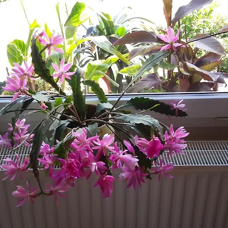 Ξενοδοχείο Neuses Κουξχάφεν